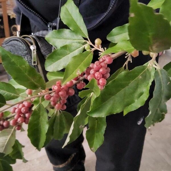 Elaeagnus umbellata Fruit