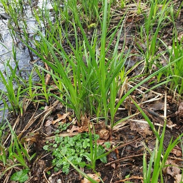 Acorus calamus Leaf