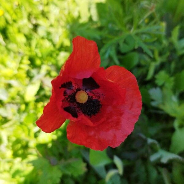 Papaver setiferum Flower