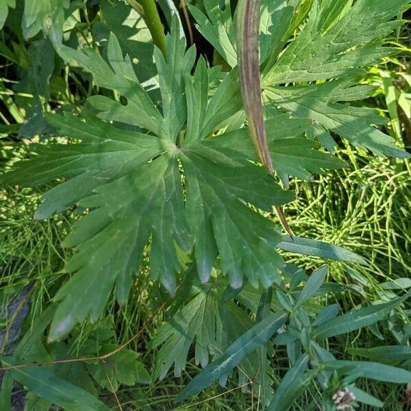 Aconitum columbianum Leaf