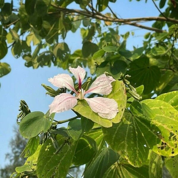 Bauhinia monandra Çiçek