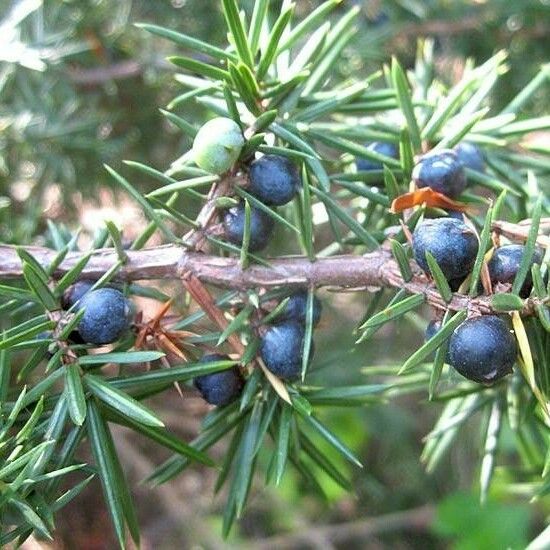 Juniperus communis Плод