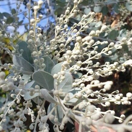 Acacia podalyriifolia Cvet