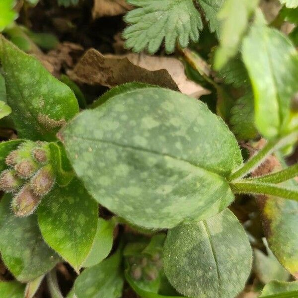 Pulmonaria officinalis Blad