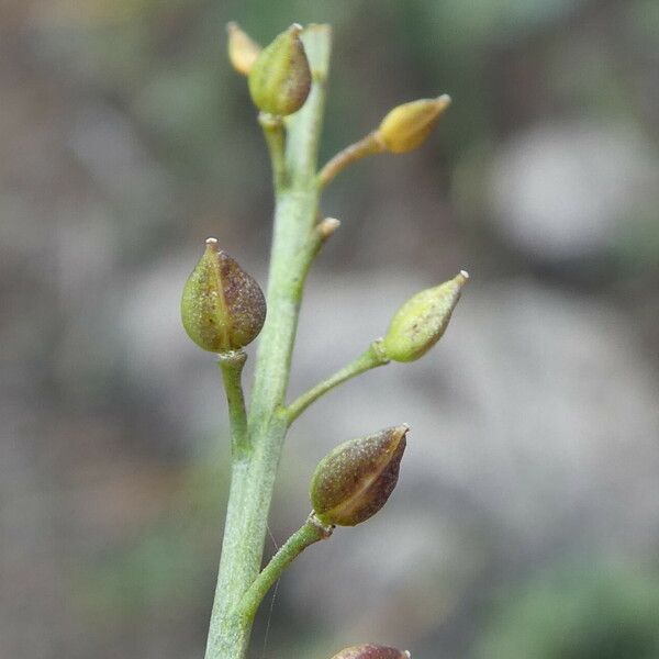 Lepidium graminifolium Fruct