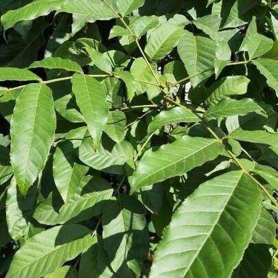 Markhamia lutea Leaf