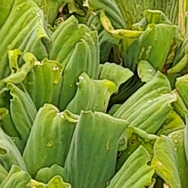 Pistia stratiotes Цвят