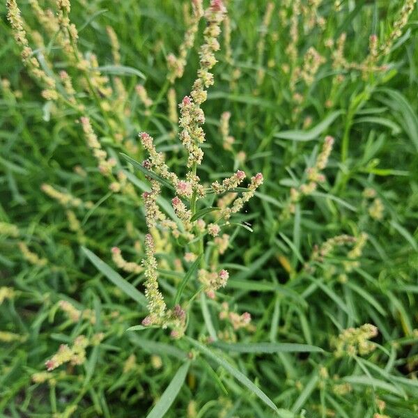 Atriplex littoralis Blodyn