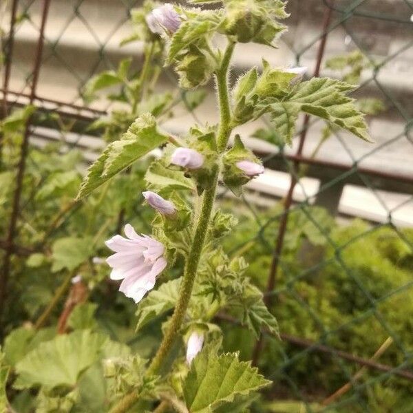 Malva sylvestris Fiore