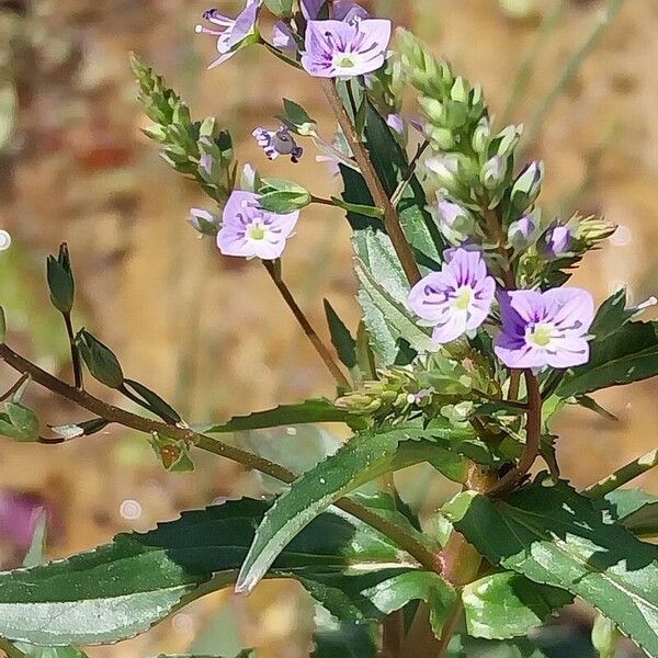 Veronica anagallis-aquatica Цвят