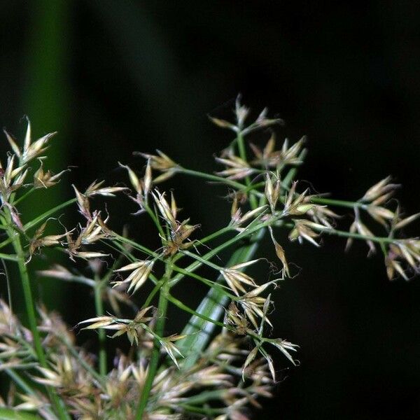 Rhynchospora corymbosa Ostatní