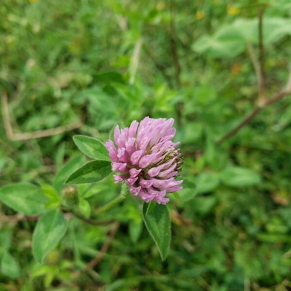 Trifolium pratense Квітка