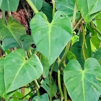 Philodendron hederaceum পাতা