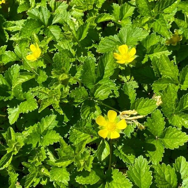 Potentilla indica Λουλούδι