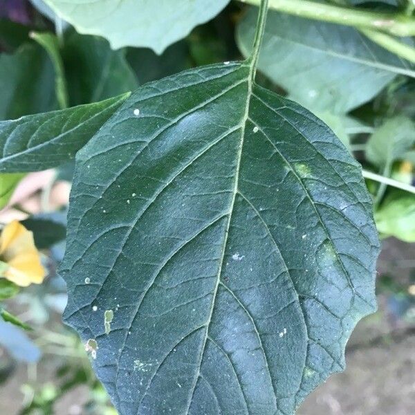 Physalis philadelphica Leaf