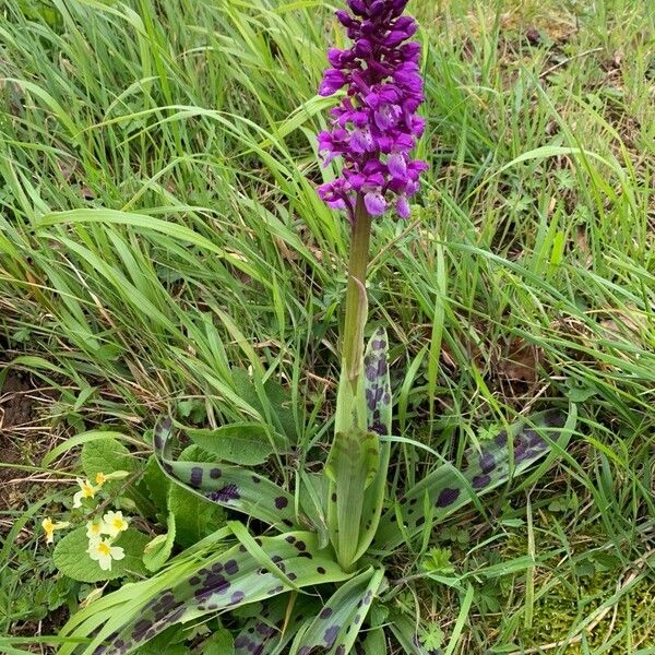 Orchis mascula Habitat