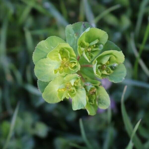 Euphorbia helioscopia Kwiat