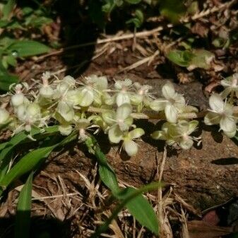 Trichostigma octandrum Λουλούδι