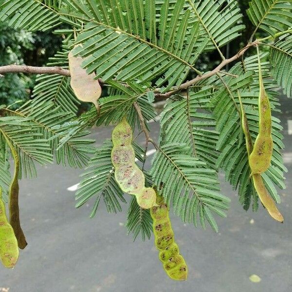 Anadenanthera colubrina Fruit