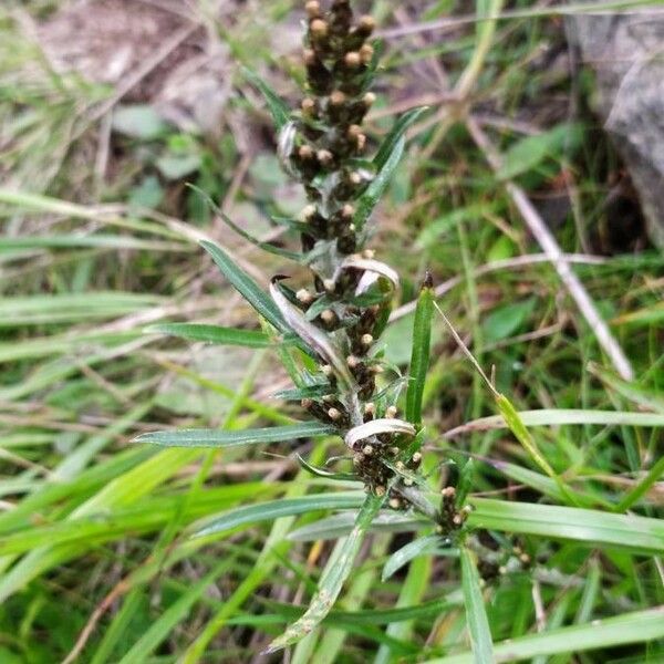 Gnaphalium sylvaticum Flower