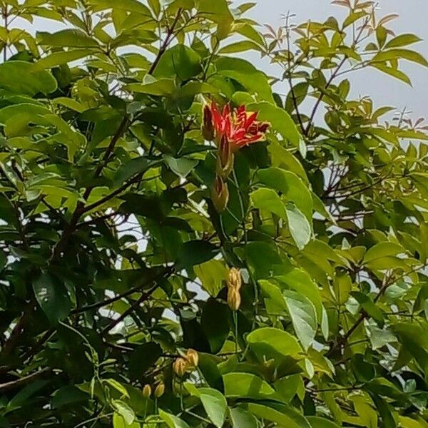 Passiflora vitifolia Flower