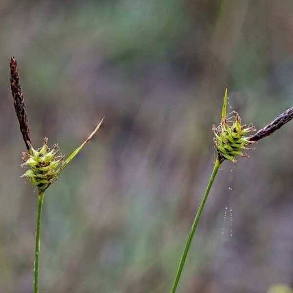 Carex hostiana Yaprak