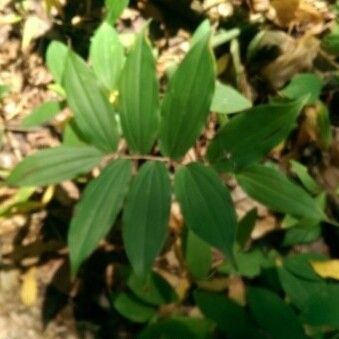 Vicia orobus Leht