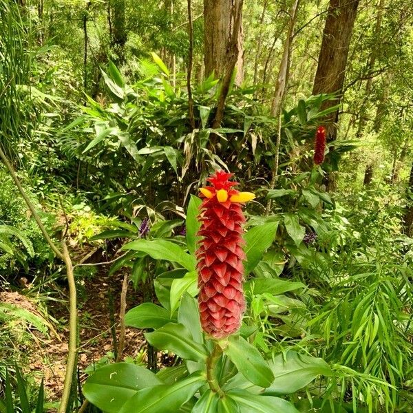 Costus barbatus 花