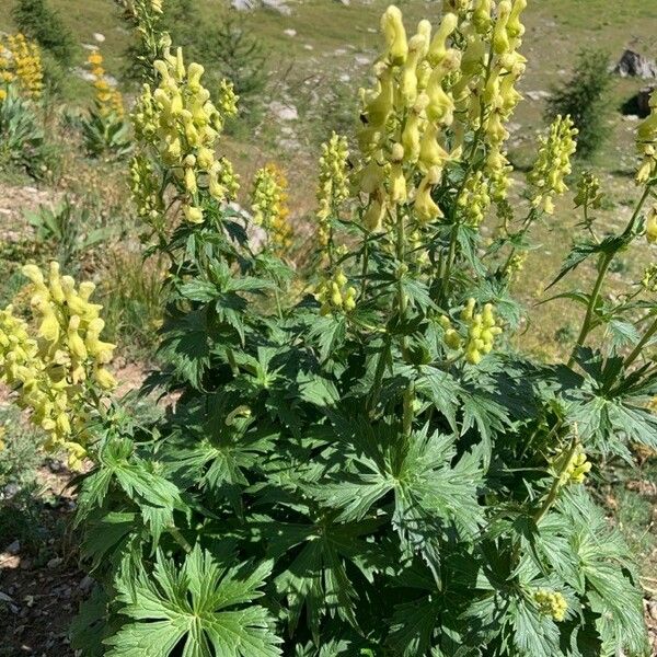 Aconitum lycoctonum Flors