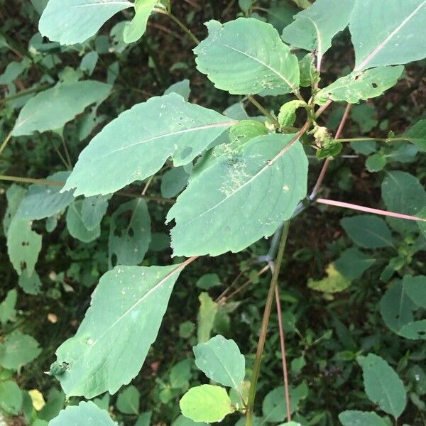 Impatiens pallida Leaf