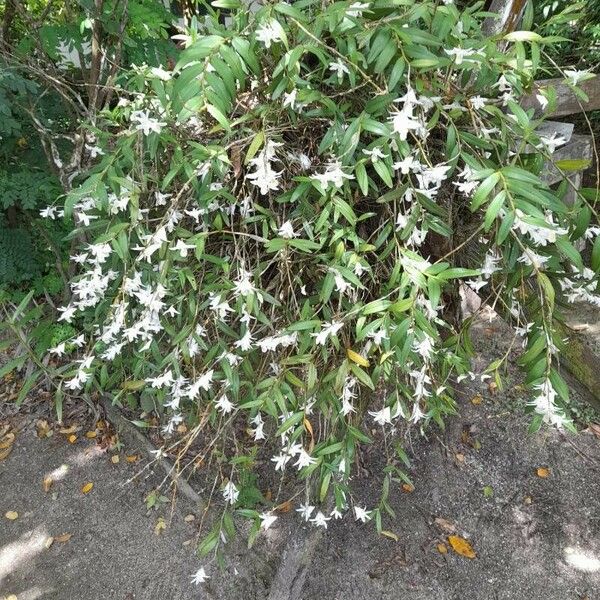 Dendrobium crumenatum Fiore