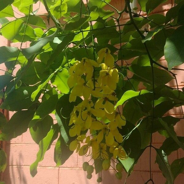 Cassia fistula 花