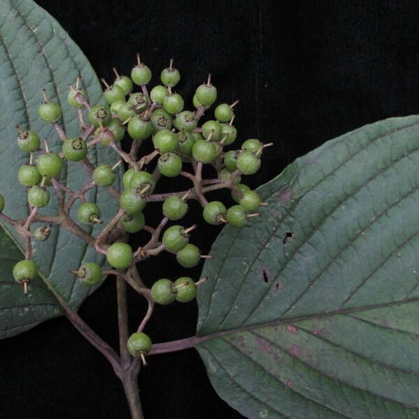 Cornus macrophylla Habitus