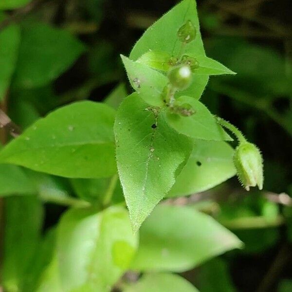 Stellaria aquatica Fuelha