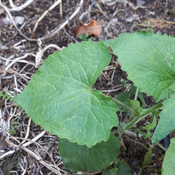 Lunaria annua Blatt