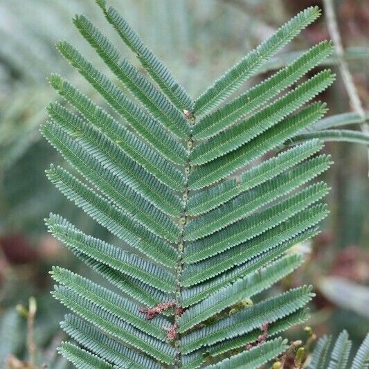 Acacia mearnsii Annet