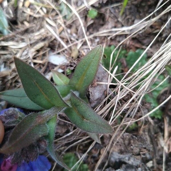 Pulmonaria angustifolia Leaf