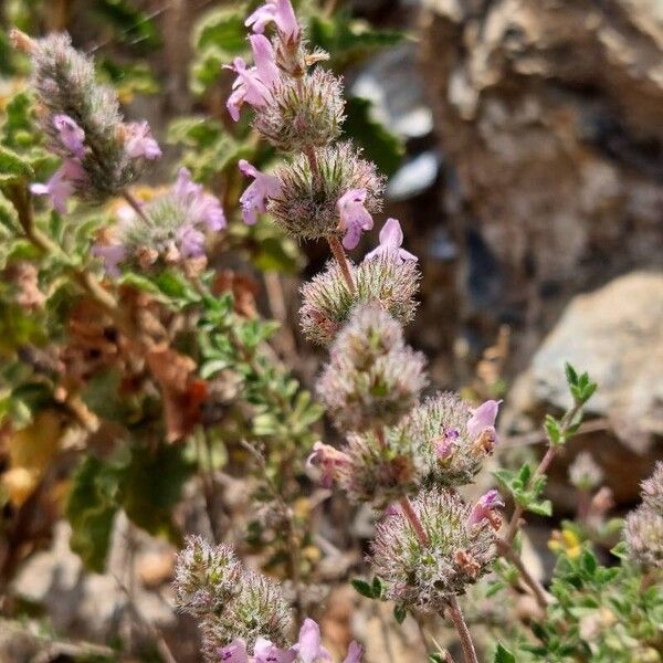 Satureja thymbra Flor