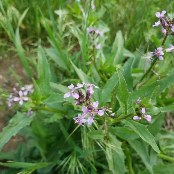 Chorispora tenella Blomst