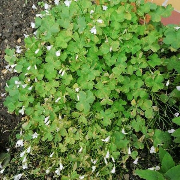 Oxalis incarnata Цветок