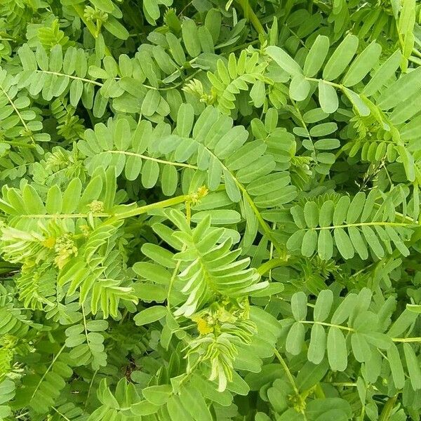 Astragalus boeticus ഇല