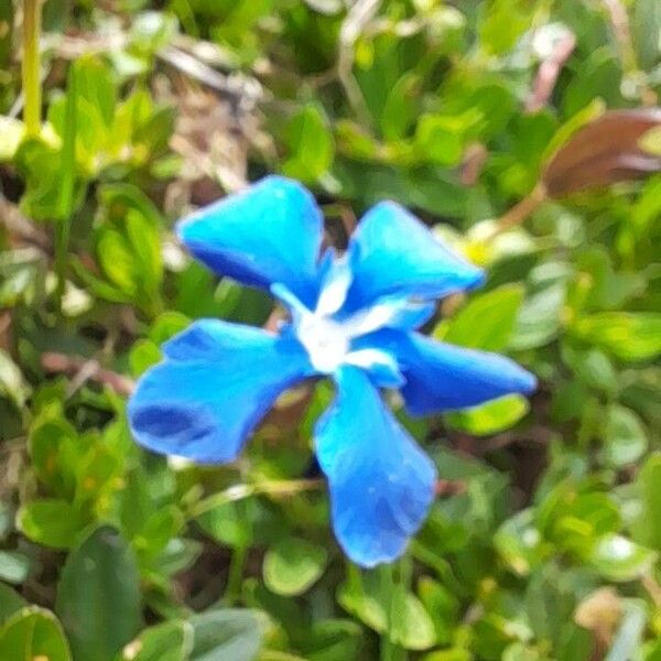 Gentiana brachyphylla Цвят