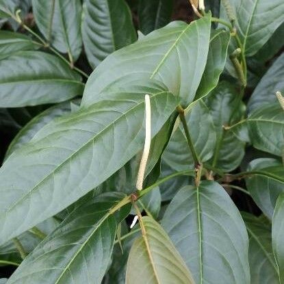 Piper arboreum Leaf