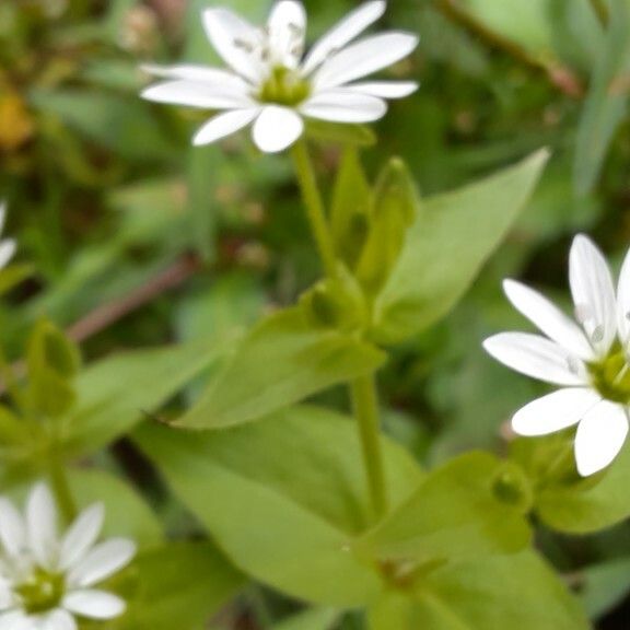 Stellaria nemorum Floare