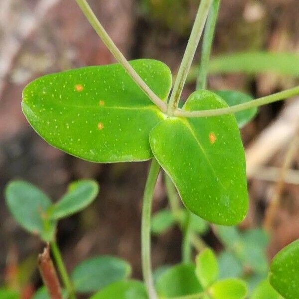 Hypericum pulchrum Leaf