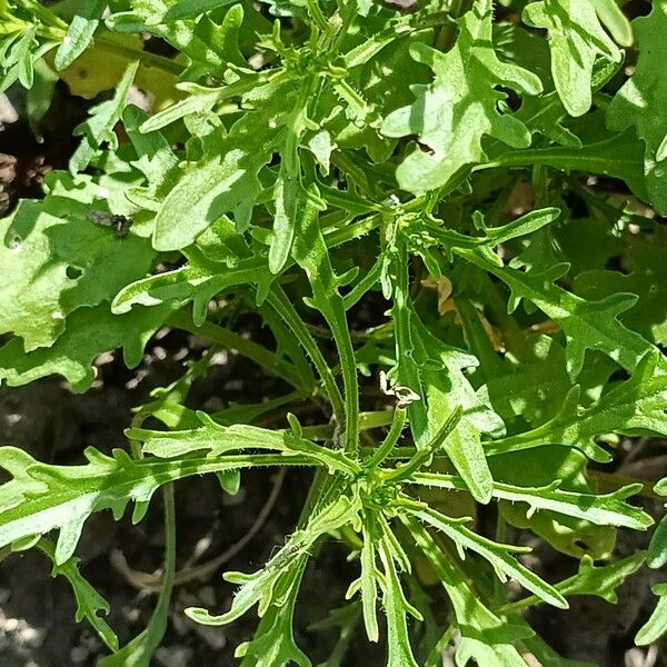 Iberis amara Leaf