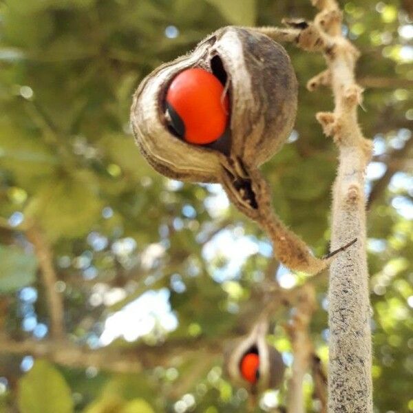 Erythrina lysistemon Owoc