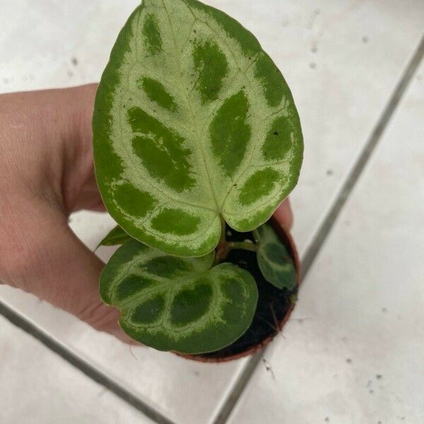 Anthurium crystallinum Lapas