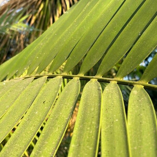 Ceratozamia mexicana برگ