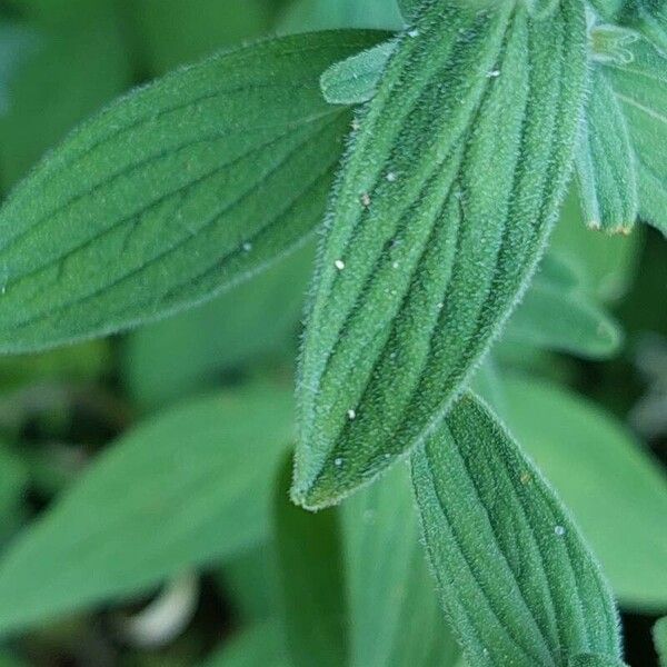 Hypericum hirsutum Leaf